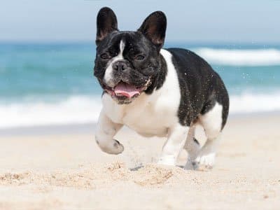 Things To Do https://30aescapes.icnd-cdn.com/images/thingstodo/30a pet sitting.jpg